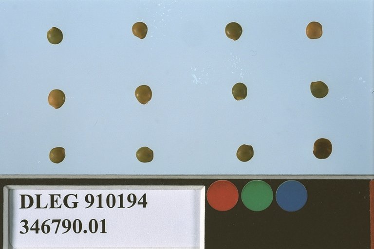 SEED