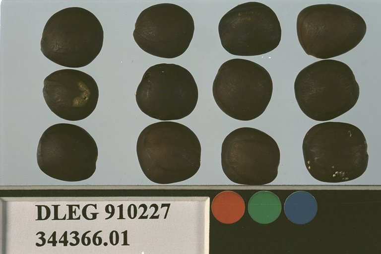 SEED