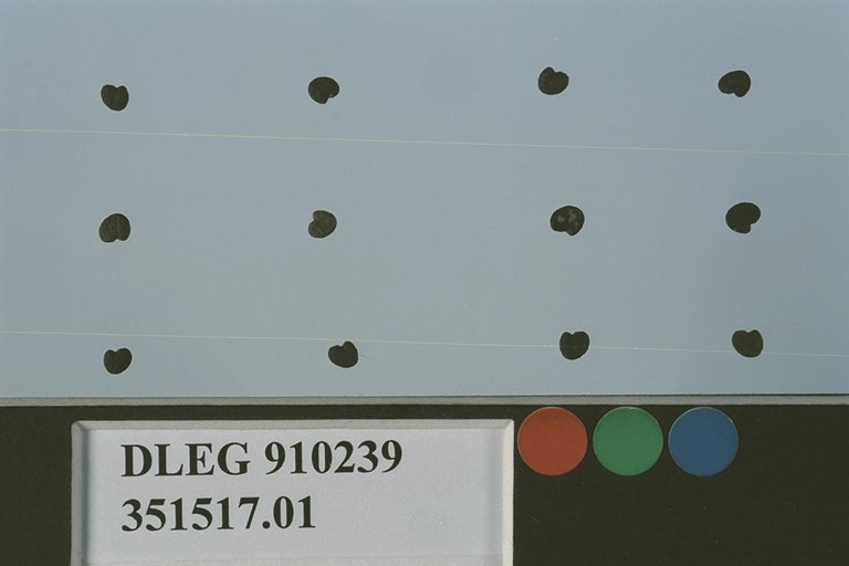SEED