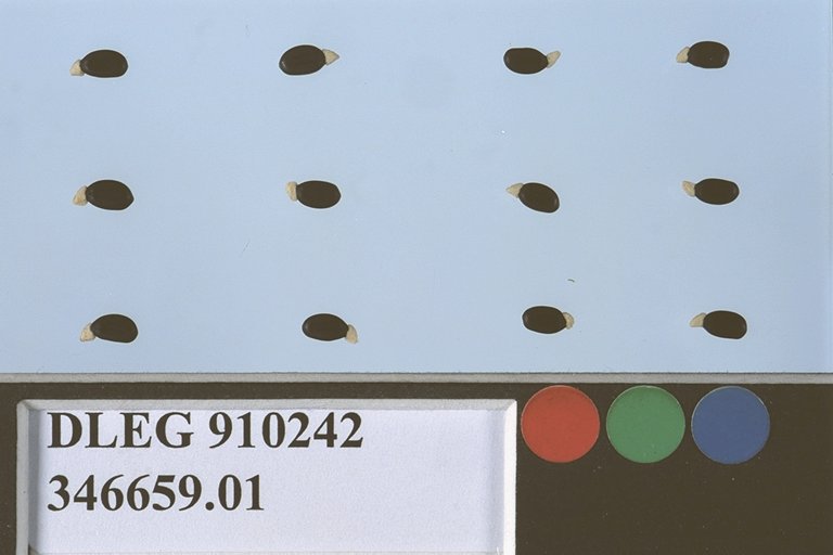 Click for 1 image(s) for this accession. SEED