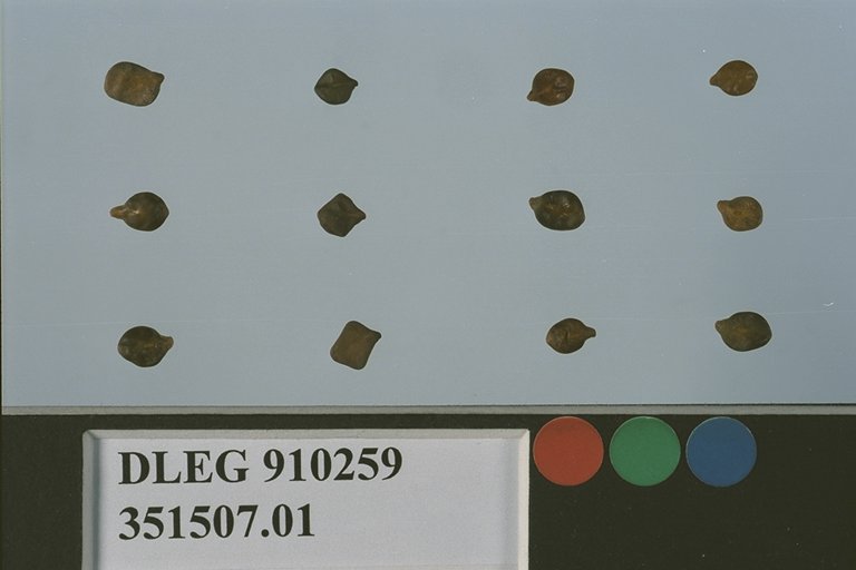 Click for 1 image(s) for this accession. SEED