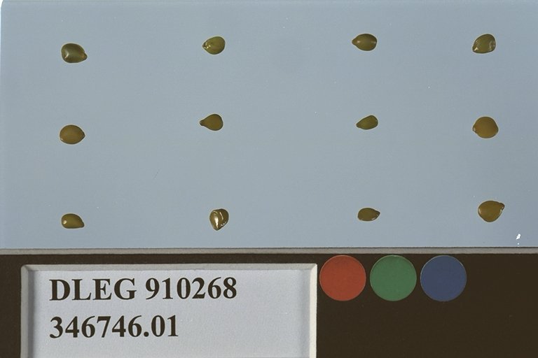 Click for 1 image(s) for this accession. SEED