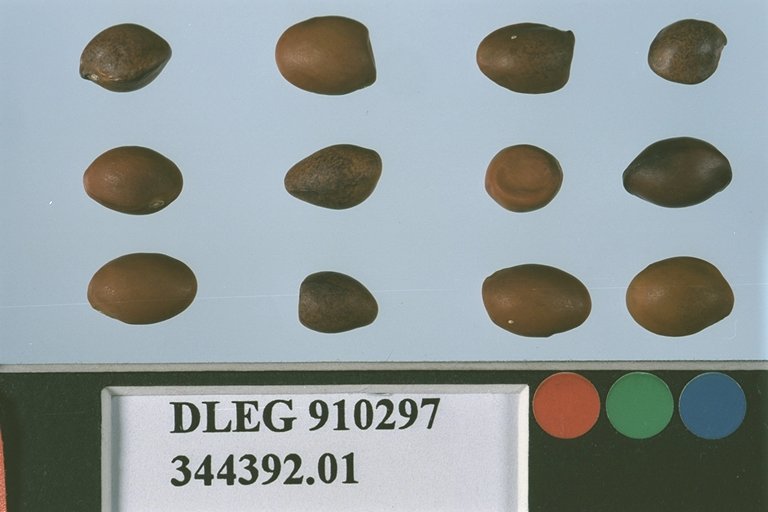SEED