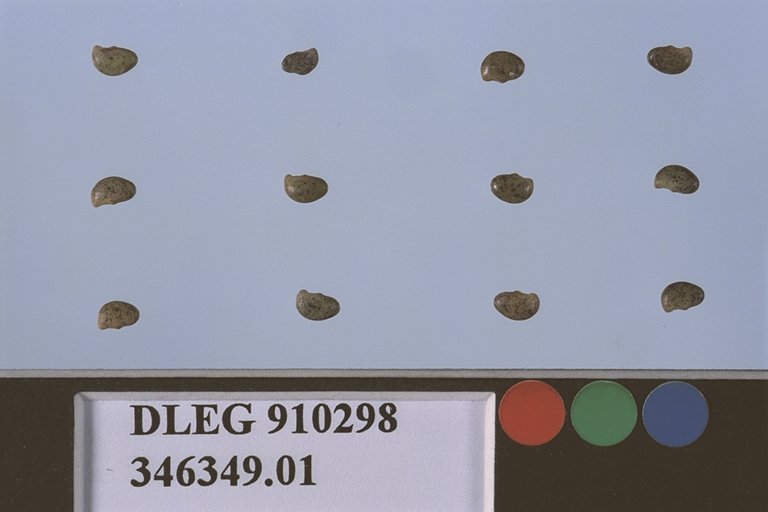 Click for 1 image(s) for this accession. SEED