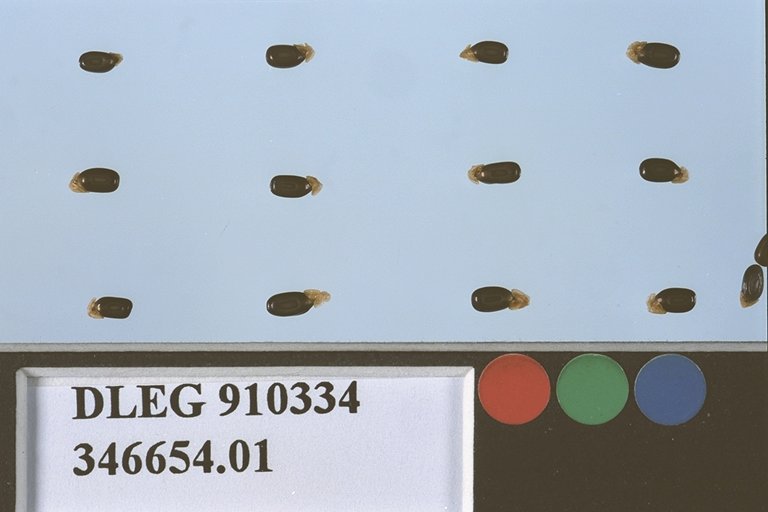 Click for 1 image(s) for this accession. SEED
