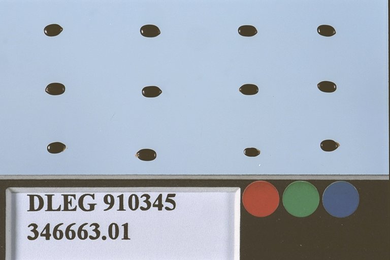 Click for 1 image(s) for this accession. SEED