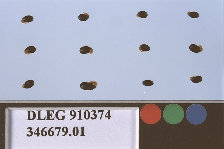 Click for 1 image(s) for this accession. SEED