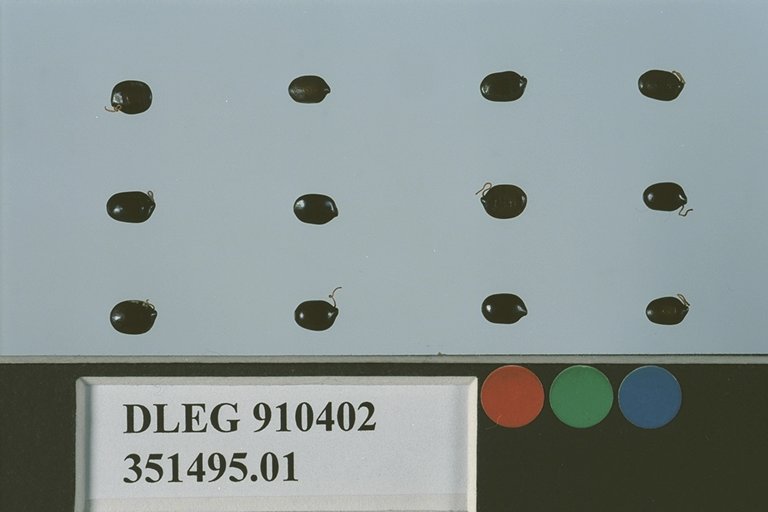 Click for 1 image(s) for this accession. SEED