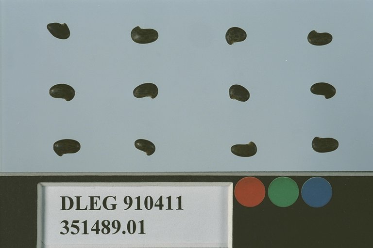 SEED
