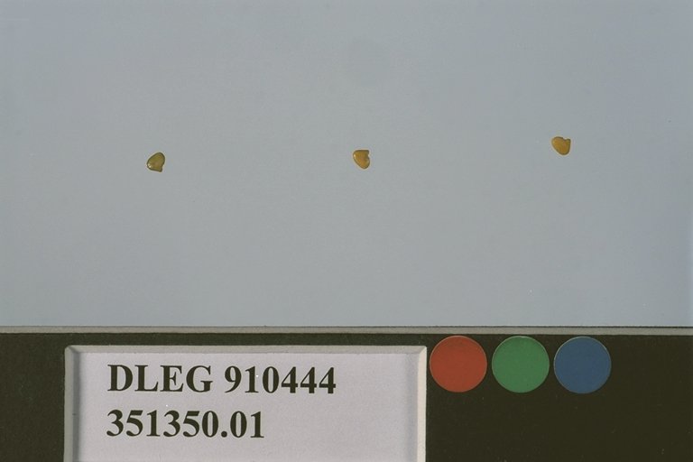 Click for 1 image(s) for this accession. SEED