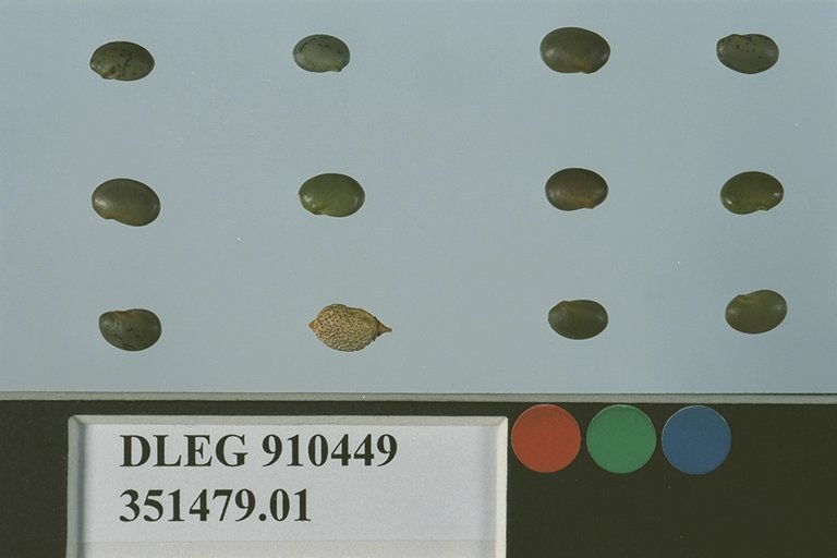 Click for 1 image(s) for this accession. SEED