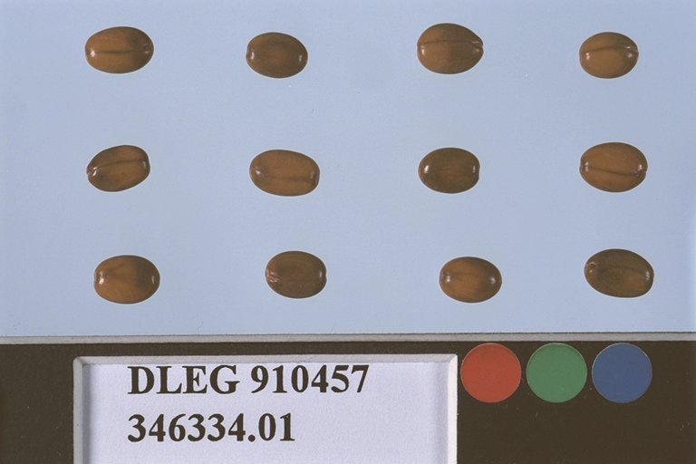 SEED