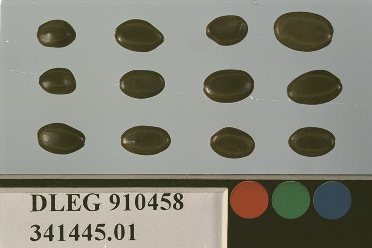 SEED