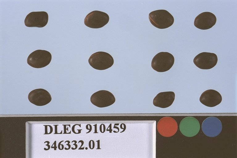 Click for 1 image(s) for this accession. SEED