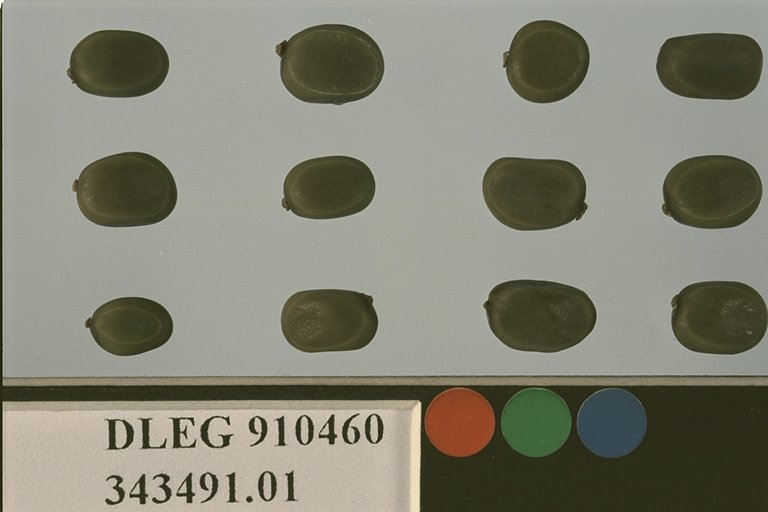 SEED