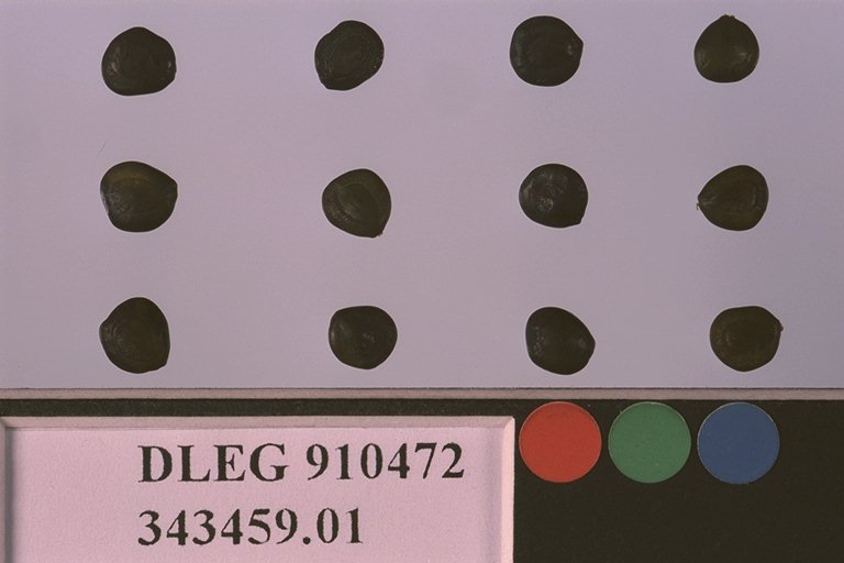 SEED