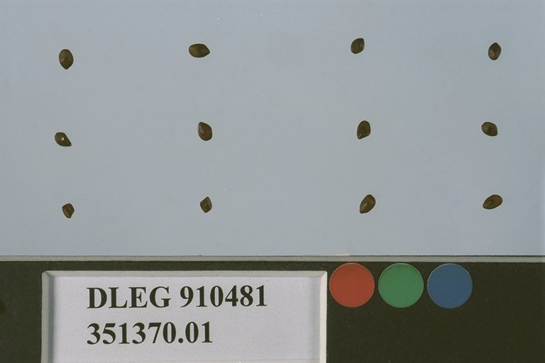 Click for 1 image(s) for this accession. SEED