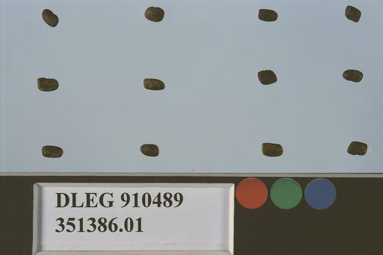 Click for 1 image(s) for this accession. SEED