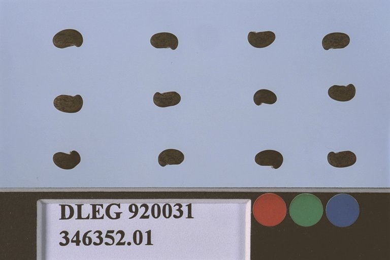 SEED