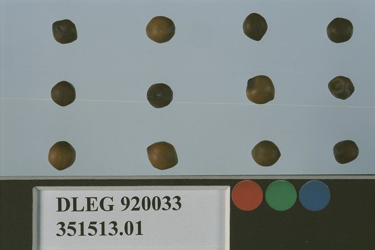 Click for 1 image(s) for this accession. SEED