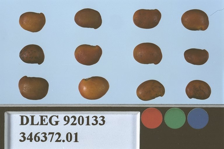 SEED