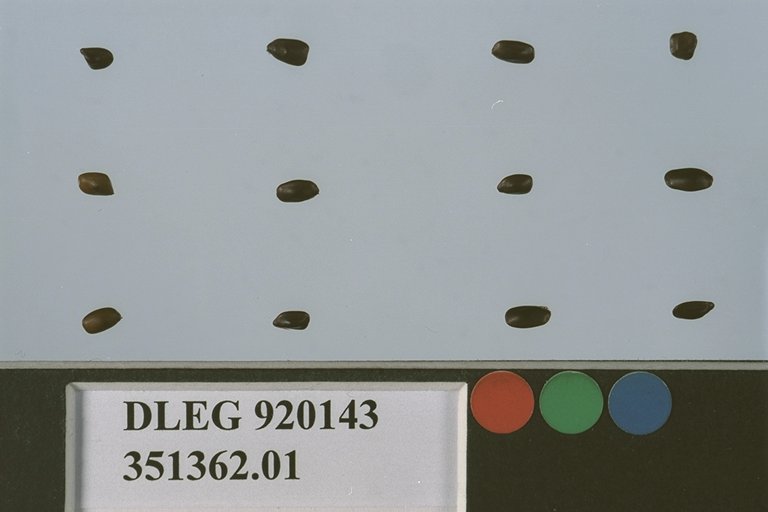Click for 1 image(s) for this accession. SEED