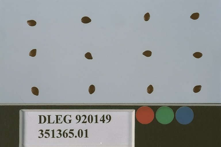 Click for 1 image(s) for this accession. SEED
