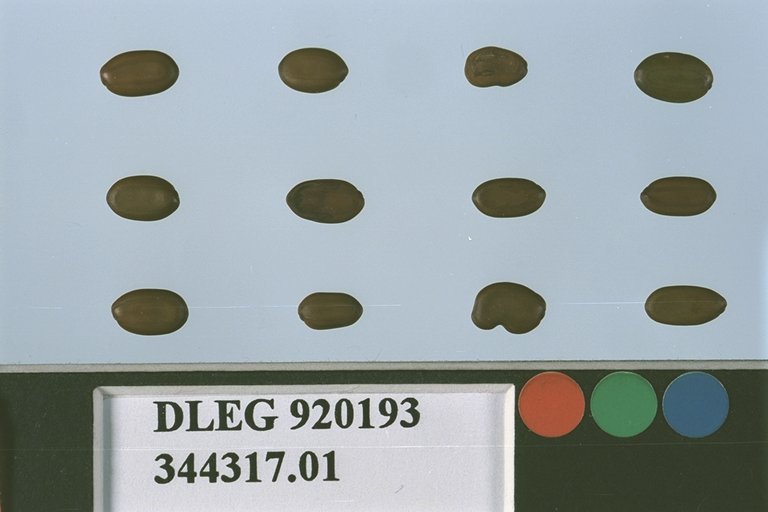 SEED