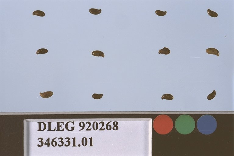 SEED