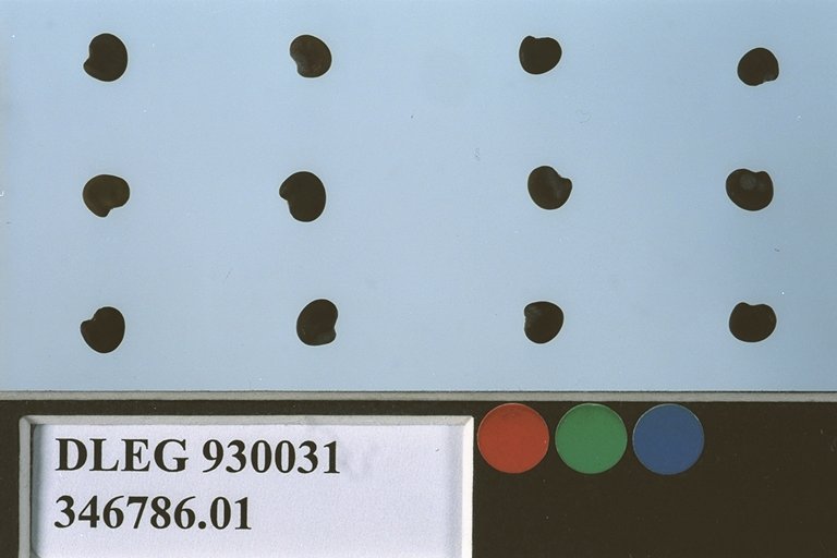 Click for 1 image(s) for this accession. SEED