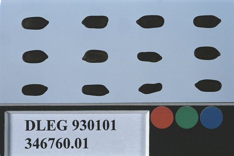 SEED