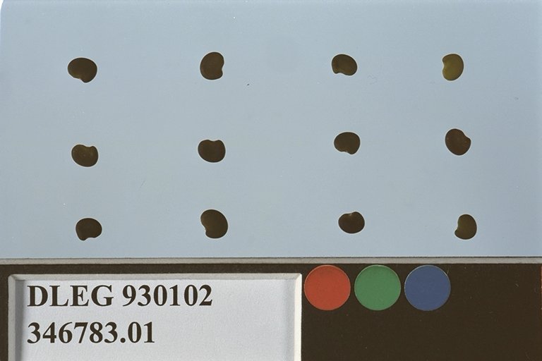 Click for 1 image(s) for this accession. SEED
