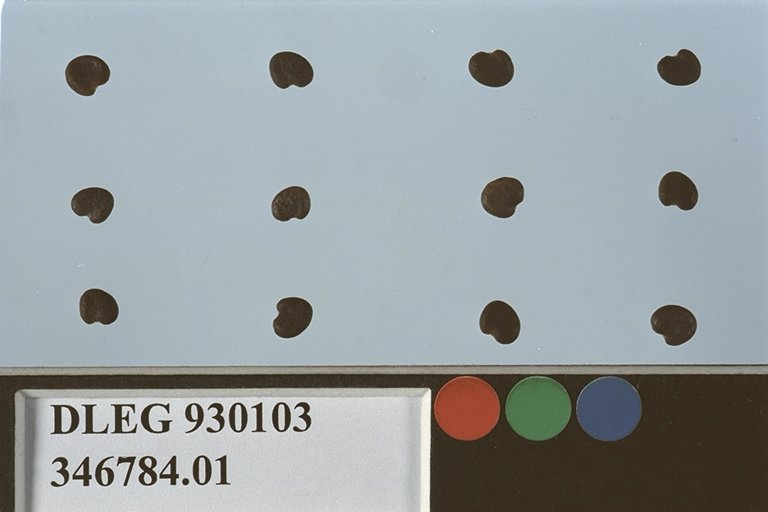 Click for 1 image(s) for this accession. SEED