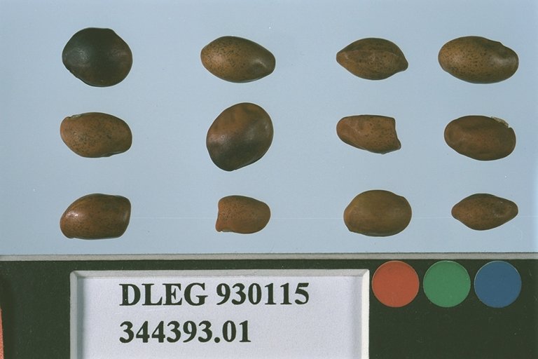 SEED