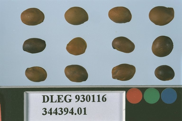 SEED