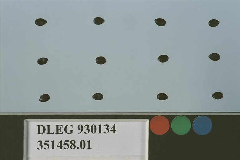 SEED
