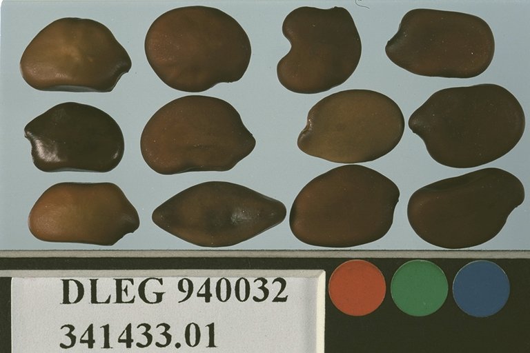 Click for 1 image(s) for this accession. SEED