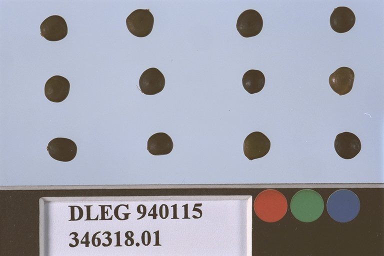 Click for 1 image(s) for this accession. SEED