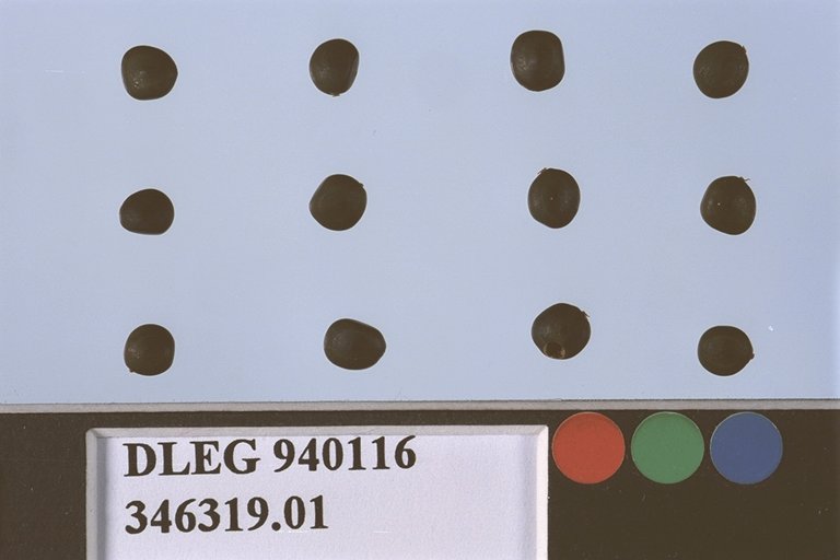 Click for 1 image(s) for this accession. SEED
