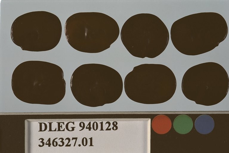 SEED