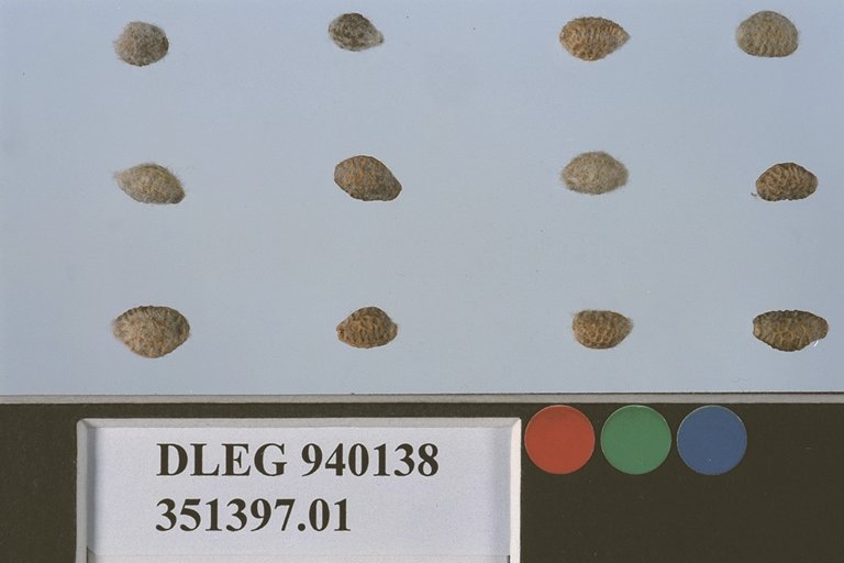 SEED