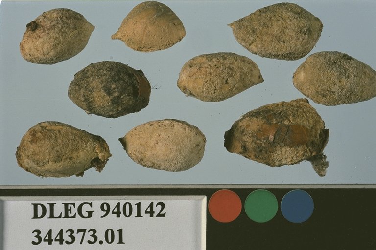 SEED