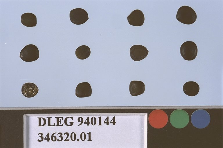 Click for 1 image(s) for this accession. SEED