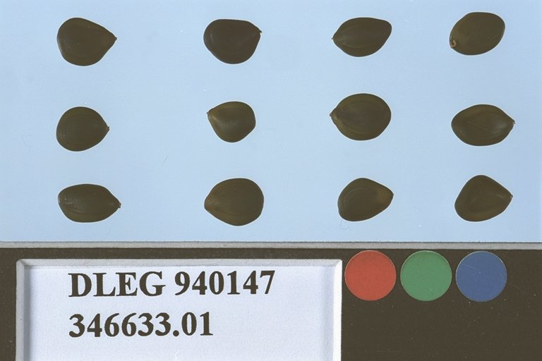 SEED