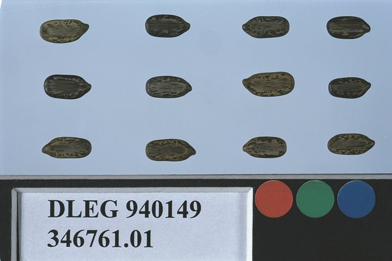 SEED