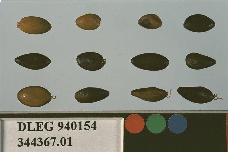 Click for 1 image(s) for this accession. SEED