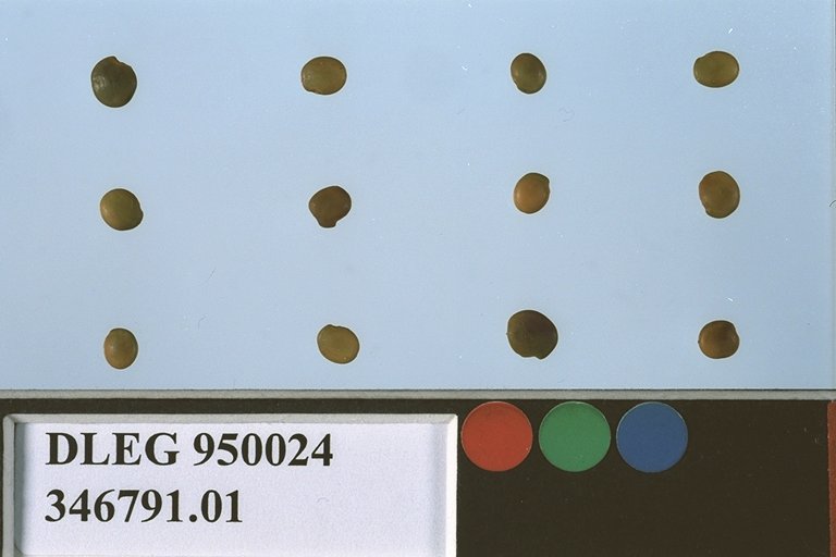 Click for 1 image(s) for this accession. SEED