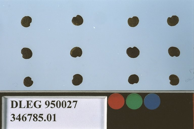 Click for 1 image(s) for this accession. SEED