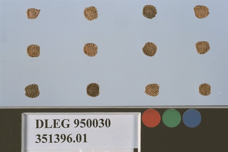 Click for 1 image(s) for this accession. SEED