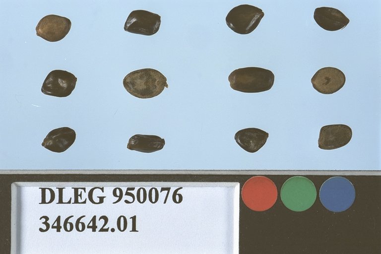 Click for 1 image(s) for this accession. SEED